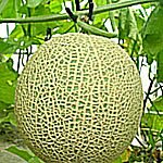 琴引メロン